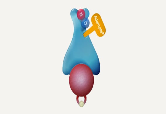 Adempas<sup>®</sup> restores NO-sGC-cGMP pathway and decreases endothelial dysfunction