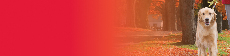 Person walking a dog in park