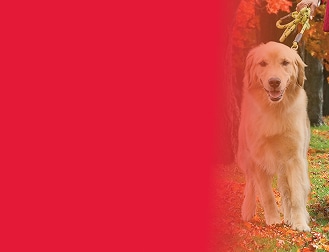 Cassie Banner